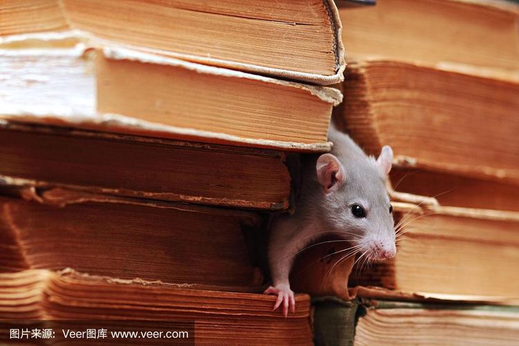 图书馆老鼠